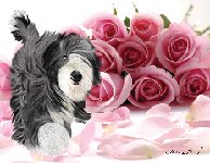 No. 43-11 Roses-horizontal