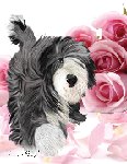 No. 43-11 Roses