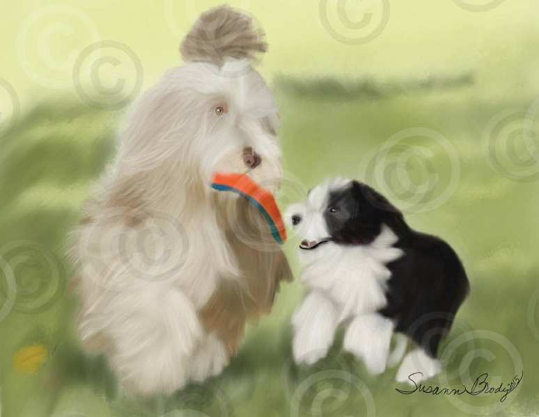 No. 11 brown Beardie playing with black puppy