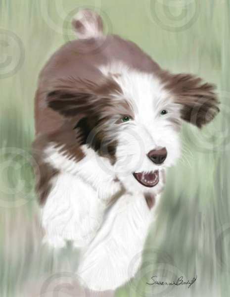 No. 17 brown Beardie pup