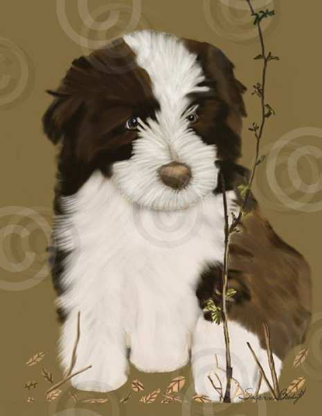 No. 21 brown Beardie pup