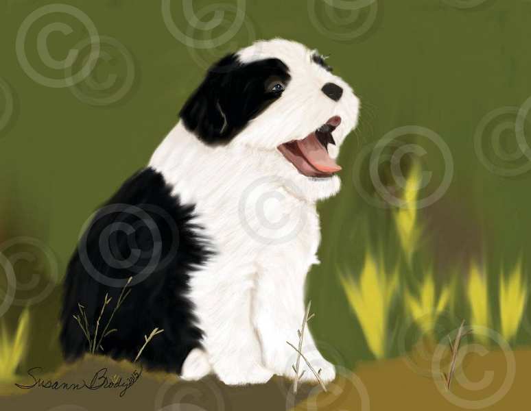 No. 22 black Beardie pup