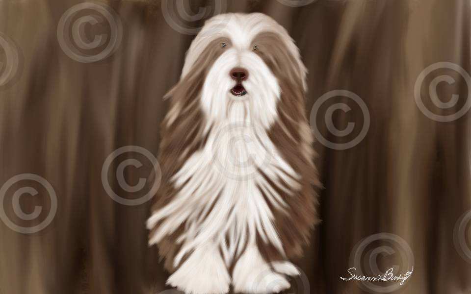 No. 25 brown beardie-brown flowing hair-brown bkgrnd