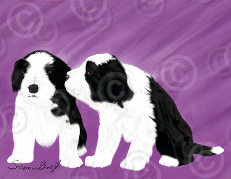 No. 29 black Beardie pups