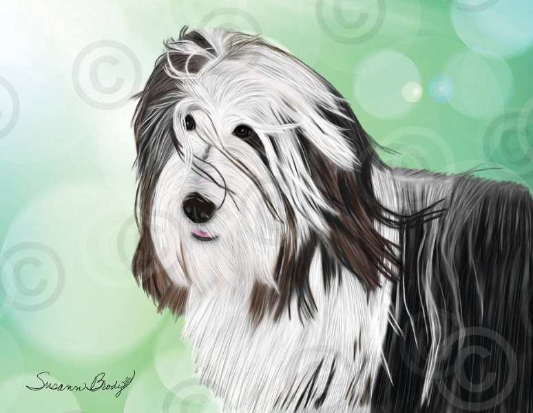 No. 41-3 black Beardie with flowing hair