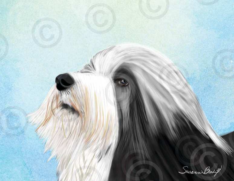 No. 42-4 black Beardie head study