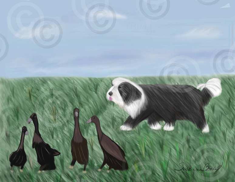 No. 44 Herding ducks