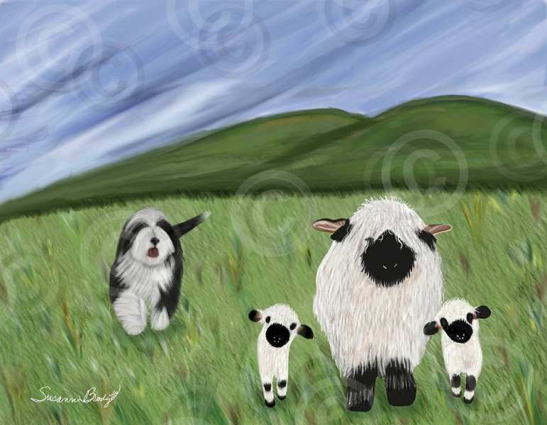No. 45-2 Herding black-faced sheep