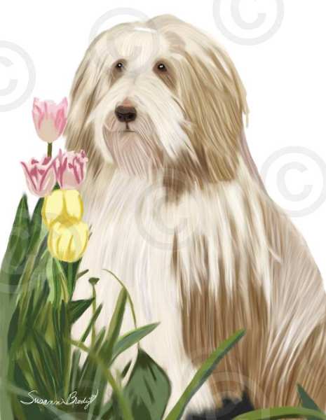 No. 46 brown Beardie