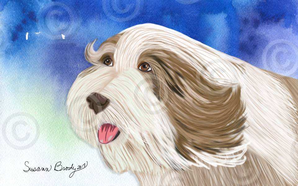No. 48-1 brown bearded collie-head shot-blue watercolor bkgrnd