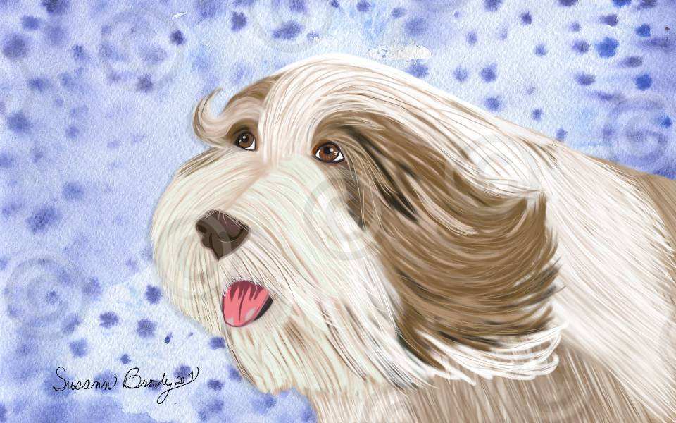 No. 48-3 brown bearded collie-head shot-purple dots bkgrnd