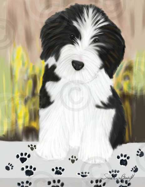 No. 5 black Beardie puppy