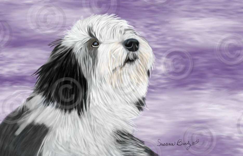 No. 51-2 Beardie youngster-Purple-white sky