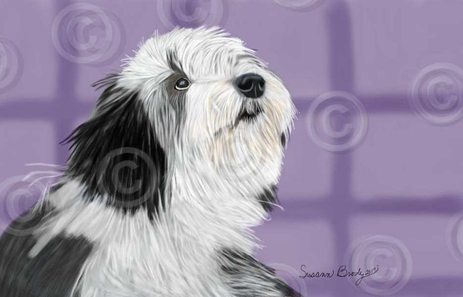 No. 51-3 Beardie youngster-Window effect