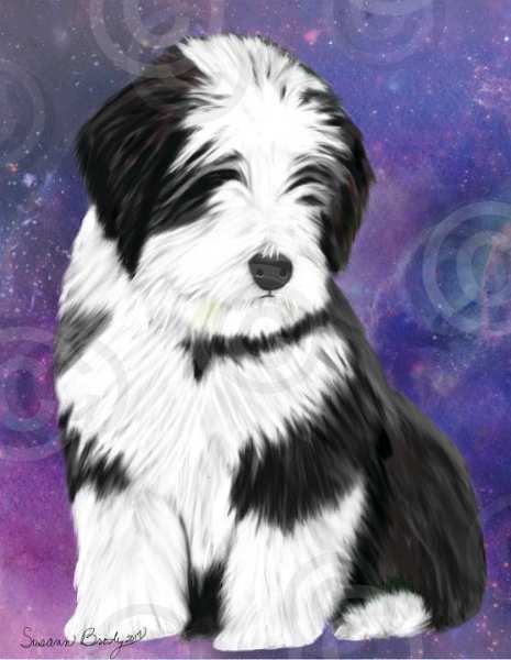 No. 54-2 black beardie pup-nevyn -purple-pink-stars bkgrnd
