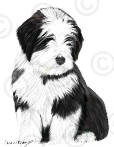 No. 54-black beardie pup-nevyn