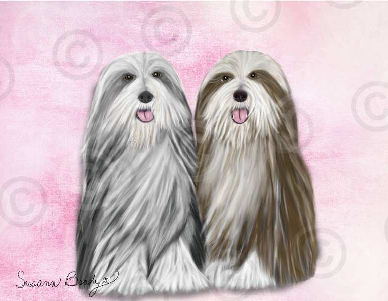 No. 55-4 black brown beardie-pink bkgrnd
