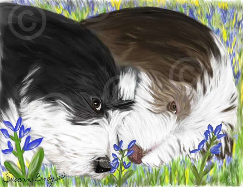 No. 56 Black and Brown Beardie pups in Blue Bonnets