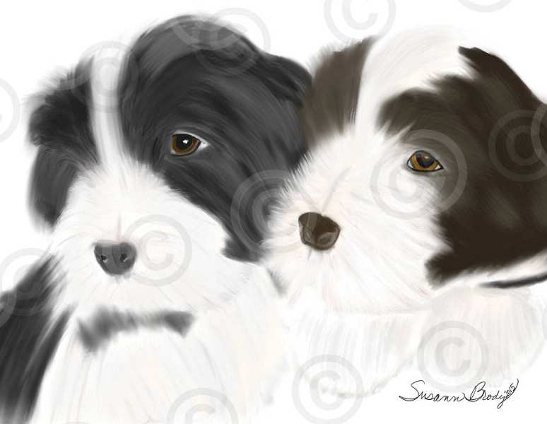 No. 9 black and brown Beardie puppies