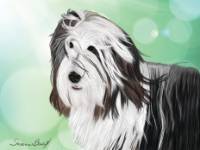 No. 41-3 black Beardie with flowing hair  Available for purchase as card or other items.  I can draw your DOG for you too!  black Beardie with hair flowing on a green background with bubbles of light.