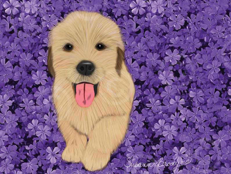 No. 11 Golden Retriever puppy-purple flower bkgrnd