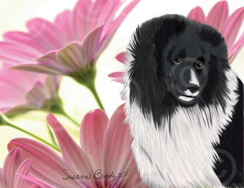 No. 17 Shetland Sheepdog-pink daisies bkgrnd