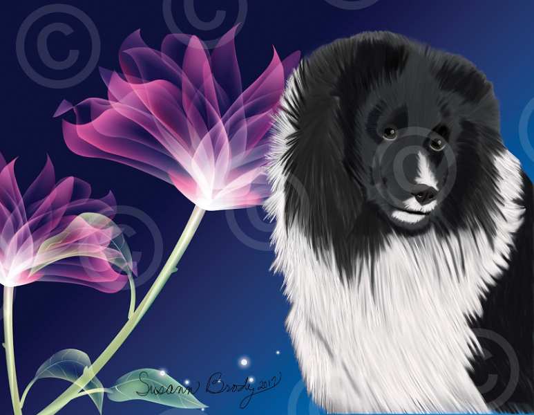 No. 18 Shetland Sheepdog-pink flower-blue bkgrnd