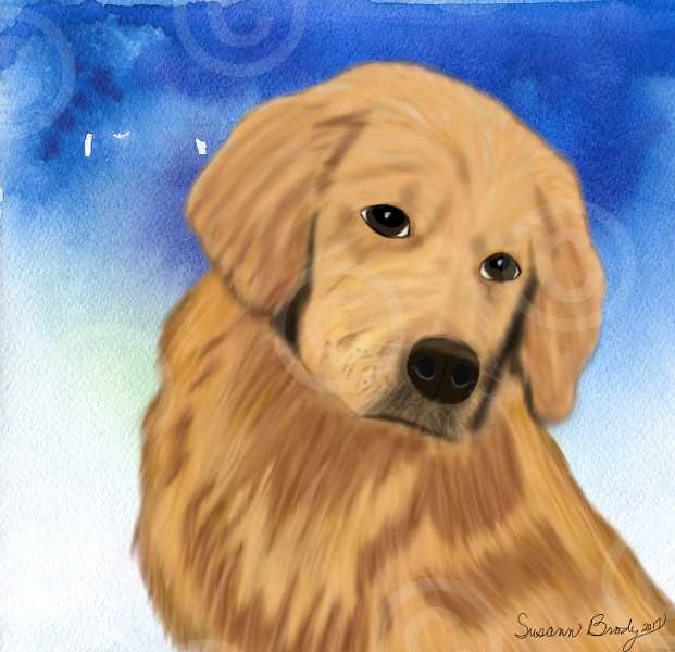 No. 19 golden retriever-head and chest-blue bkgrnd