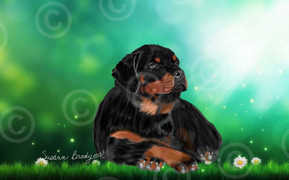No. 20 rottie