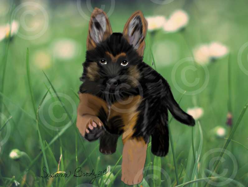 No. 4 German Shepherd pup-grass bkgrnd