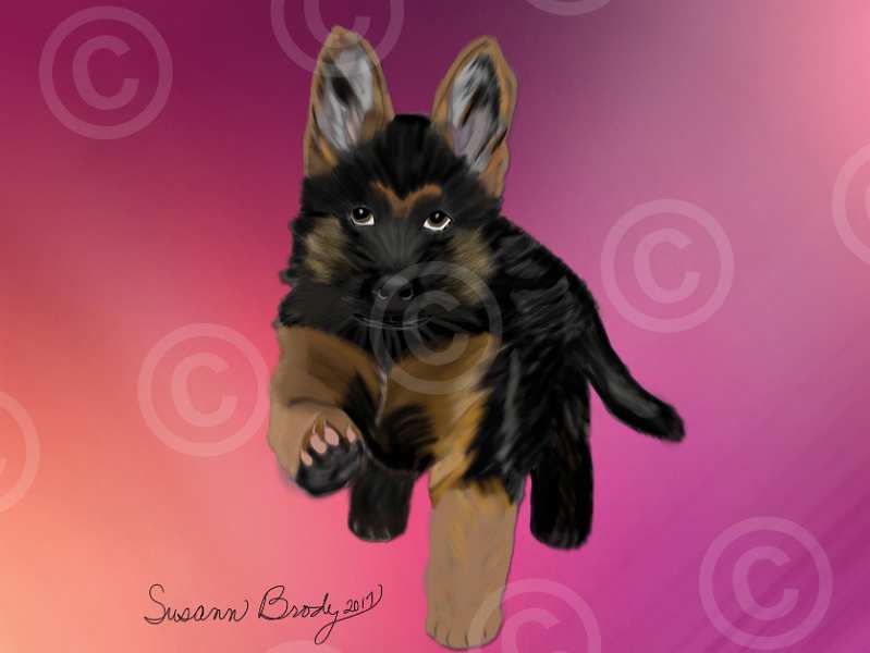 No. 6 German Shepherd pup-pink peach gradient bkgrnd