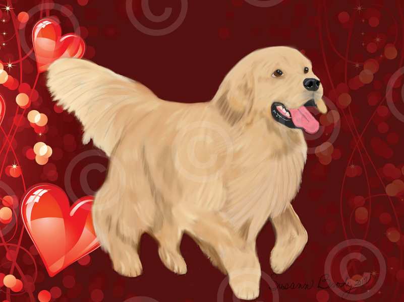 No. 8 Golden retriever coming at your-red hearts-bkgrnd