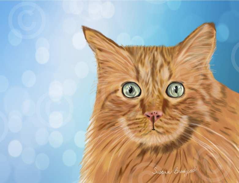 oliver-cat-blue bkgrnd